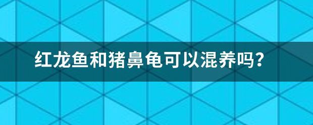 豬鼻龜好養嗎能和紅龍混養嗎圖片：探討豬鼻龜與紅龍的混養 豬鼻龜好養嗎能和紅龍混養嗎圖片：探討豬鼻龜與紅龍的混養 豬鼻龜百科 第12張