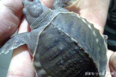 豬鼻龜產卵視頻全過程：豬鼻龜?shù)纳盍曅? title=