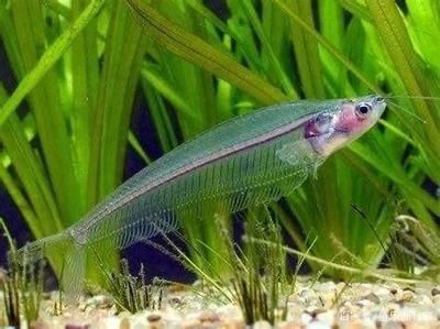 黃金貓魚活餌選擇標(biāo)準(zhǔn)（黃金貓魚活餌新鮮度判斷方法）
