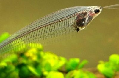黃金貓魚活餌選擇標(biāo)準(zhǔn)（黃金貓魚活餌新鮮度判斷方法）