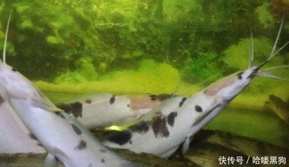 黃金貓魚活餌選擇標(biāo)準(zhǔn)（黃金貓魚活餌新鮮度判斷方法）