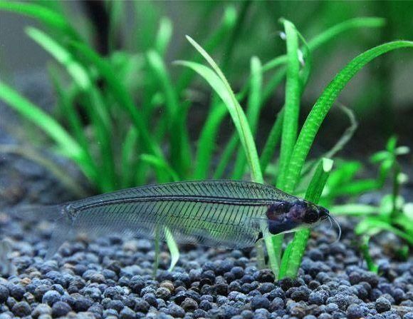 黃金貓魚活餌選擇標(biāo)準(zhǔn)（黃金貓魚活餌新鮮度判斷方法）