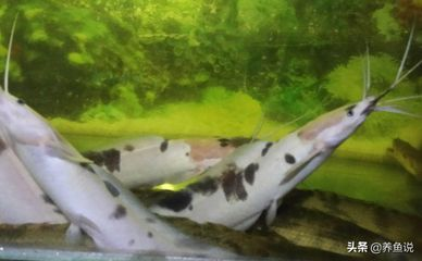 黃金貓魚活餌選擇標(biāo)準(zhǔn)（黃金貓魚活餌新鮮度判斷方法）