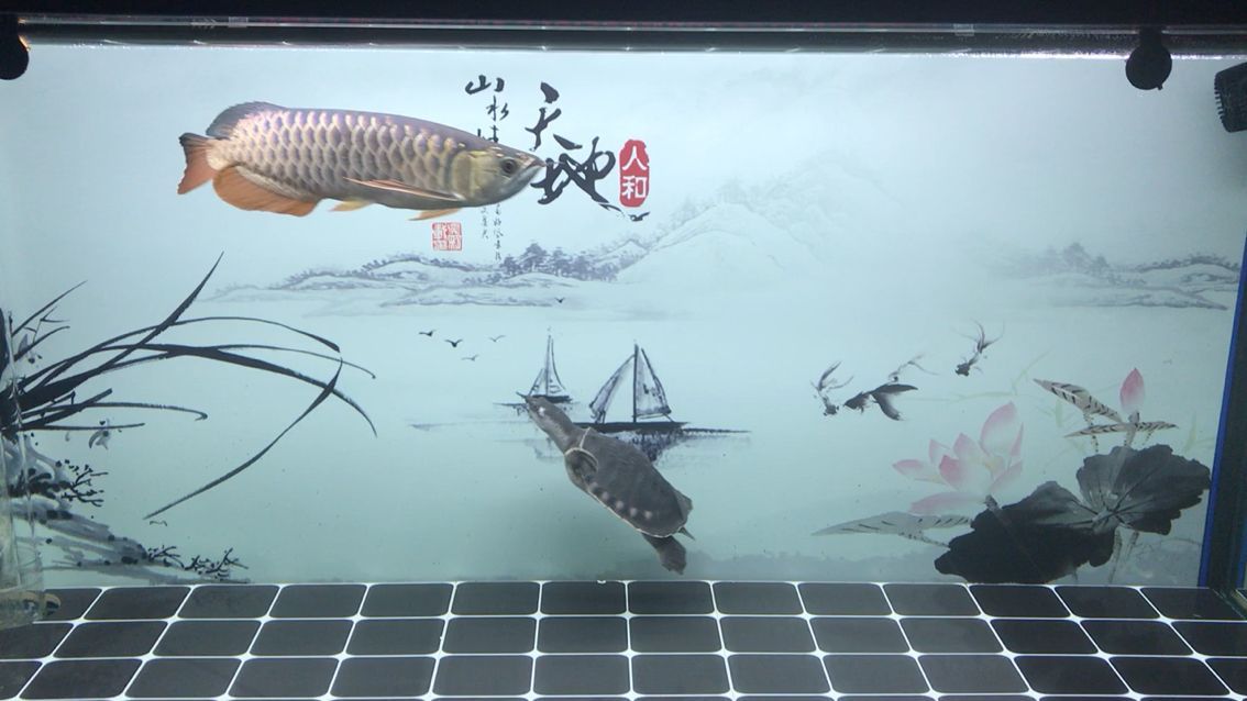搬家一個半月了這魚五排能全亮嗎 搬家一個半月了這魚五排能全亮嗎 錦鯉魚百科 第1張