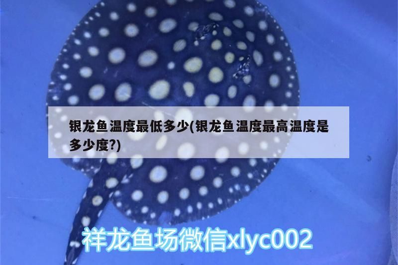 銀龍魚溫度最低多少(銀龍魚溫度最高溫度是多少度?)