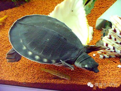 豬鼻龜苗出殼一般有多大：豬鼻龜怎么養(yǎng)？