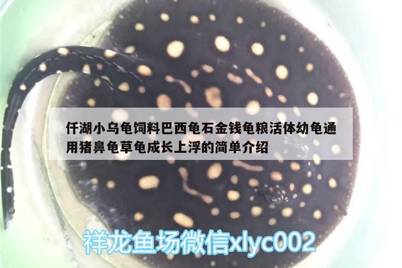 仟湖小烏龜飼料巴西龜石金錢龜糧活體幼龜通用豬鼻龜草龜成長上浮的簡單介紹