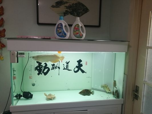 虎魚不喂會(huì)死嗎：虎魚不吃會(huì)死嗎 虎魚不喂會(huì)死嗎：虎魚不吃會(huì)死嗎 虎魚百科 第1張