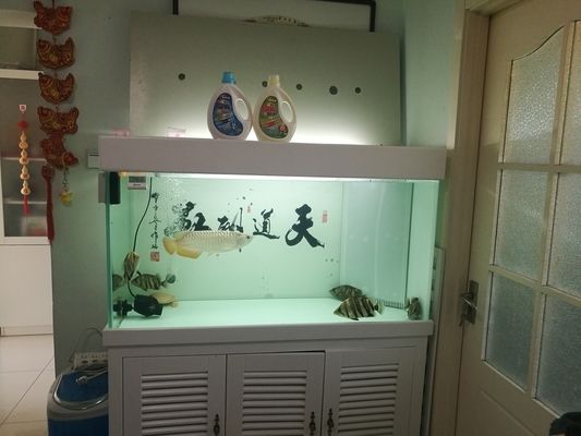 虎魚不喂會(huì)死嗎：虎魚不吃會(huì)死嗎 虎魚不喂會(huì)死嗎：虎魚不吃會(huì)死嗎 虎魚百科 第3張