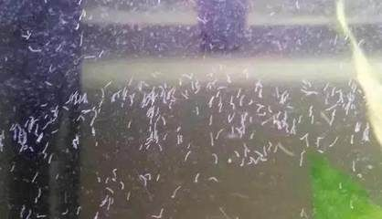 龍魚缸壁上有小白蟲子，如何處理龍魚缸壁上的小白蟲子 龍魚缸壁上有小白蟲子，如何處理龍魚缸壁上的小白蟲子 魚缸百科 第1張