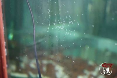 龍魚缸壁上有小白蟲子，如何處理龍魚缸壁上的小白蟲子 龍魚缸壁上有小白蟲子，如何處理龍魚缸壁上的小白蟲子 魚缸百科 第3張
