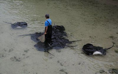 魟魚換水死亡為什么：魟魚換水死亡的原因 魟魚換水死亡為什么：魟魚換水死亡的原因 魟魚百科 第4張