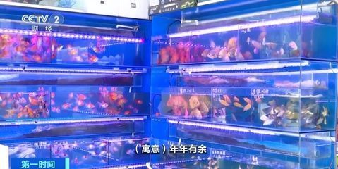最貴的金龍魚是多少錢：最貴的金龍魚品種排名榜前十名
