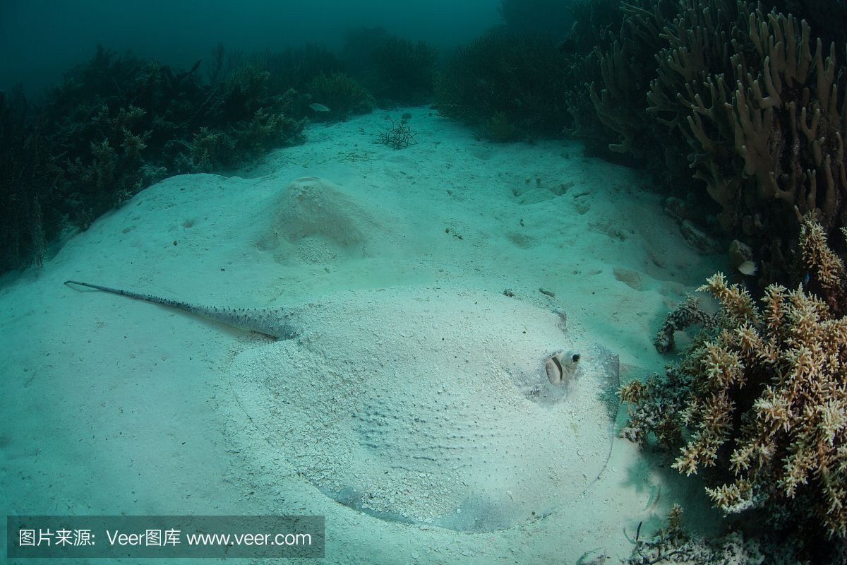 魟魚能放沙子里嗎為什么：魟魚可以放沙子里嗎，魟魚能放沙子里嗎，需要注意什么