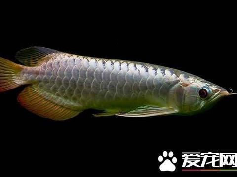 過背金龍魚用什么色溫的燈比較好看呢圖片：過背金龍魚適用的燈光色溫及相關細節