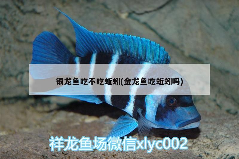 銀龍魚吃不吃蚯蚓(金龍魚吃蚯蚓嗎) 銀龍魚吃不吃蚯蚓(金龍魚吃蚯蚓嗎) 銀龍魚百科 第3張