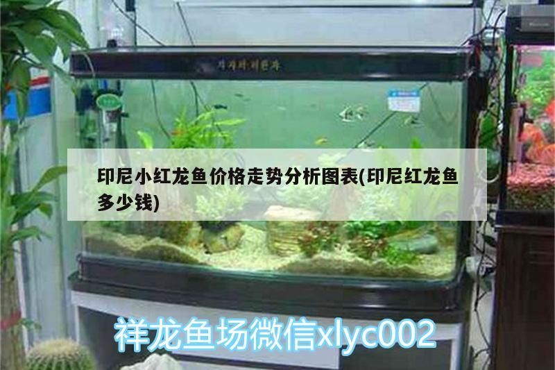 印尼小紅龍魚價格走勢分析圖表(印尼紅龍魚多少錢)