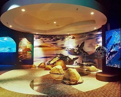 水族館哪里的比較好玩一點(diǎn)（上海海洋水族館親子活動(dòng)安排）