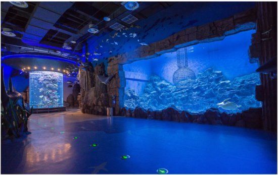 水族館哪里的比較好玩一點(diǎn)（上海海洋水族館親子活動(dòng)安排）