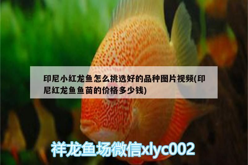 印尼小紅龍魚怎么挑選好的品種圖片視頻(印尼紅龍魚魚苗的價(jià)格多少錢)