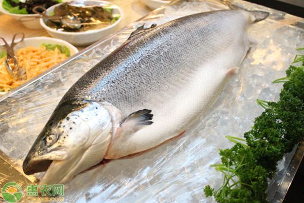 印尼虎魚能吃嗎：印尼虎魚可以作為食物食用，但應注意其帶毒的安全衛(wèi)生