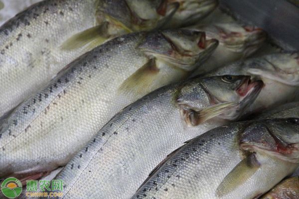 印尼虎魚能吃嗎：印尼虎魚可以作為食物食用，但應注意其帶毒的安全衛(wèi)生