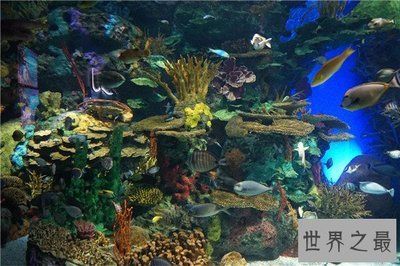 世界十大水族館排名（世界十大水族館排名，上海海洋水族館隧道體驗感受） 世界十大水族館排名（世界十大水族館排名，上海海洋水族館隧道體驗感受） 水族館百科（水族館加盟） 第4張
