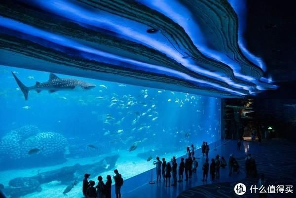 世界十大水族館排名（世界十大水族館排名，上海海洋水族館隧道體驗感受） 世界十大水族館排名（世界十大水族館排名，上海海洋水族館隧道體驗感受） 水族館百科（水族館加盟） 第3張