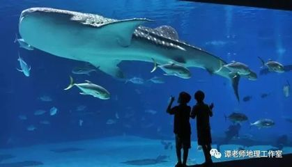 世界十大水族館排名（世界十大水族館排名，上海海洋水族館隧道體驗感受） 世界十大水族館排名（世界十大水族館排名，上海海洋水族館隧道體驗感受） 水族館百科（水族館加盟） 第5張