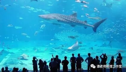 世界十大水族館排名（世界十大水族館排名，上海海洋水族館隧道體驗感受） 世界十大水族館排名（世界十大水族館排名，上海海洋水族館隧道體驗感受） 水族館百科（水族館加盟） 第6張