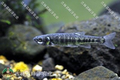 8公分的虎魚喂什么飼料：8公分的虎魚在喂食時(shí)有多種選擇，包括活食、冷凍食物和餌料飼料 8公分的虎魚喂什么飼料：8公分的虎魚在喂食時(shí)有多種選擇，包括活食、冷凍食物和餌料飼料 虎魚百科 第3張