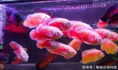 龍魚養幾條好？數量選擇與風水講究全解析，龍魚飼養數量指南，風水講究與數量選擇全解析