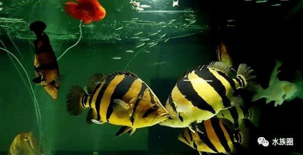 印尼虎魚苗心理緊迫影響，印尼虎魚苗心理緊迫對(duì)其生存和成長(zhǎng)具有影響的因素