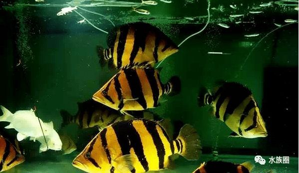 印尼虎魚(yú)苗心理緊迫影響，印尼虎魚(yú)苗心理緊迫對(duì)其生存和成長(zhǎng)具有影響的因素