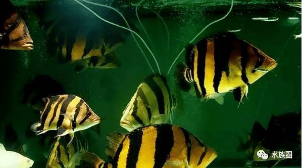 印尼虎魚(yú)苗心理緊迫影響，印尼虎魚(yú)苗心理緊迫對(duì)其生存和成長(zhǎng)具有影響的因素