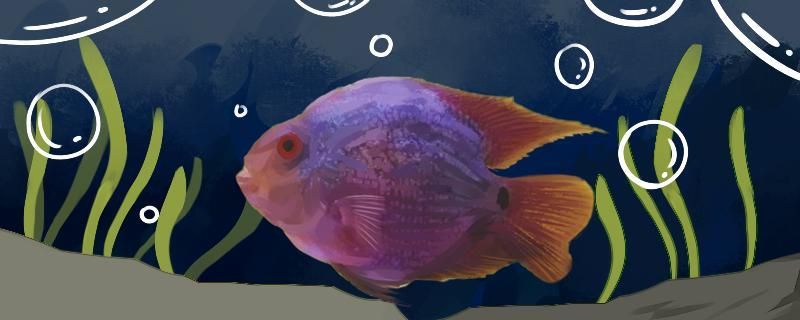 魚缸氧氣泵噪音大如何消除
