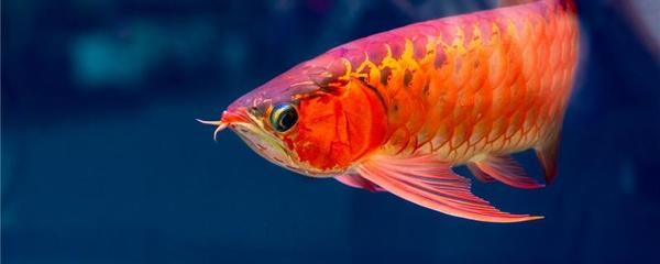 紅龍魚幾天喂一次比較好：紅龍魚喂養建議