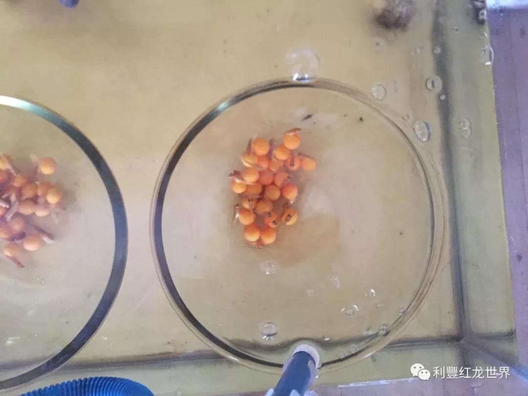 如何挑選大湖紅龍的價格？：\"大湖紅龍\"大湖紅龍的特征 如何挑選大湖紅龍的價格？：\"大湖紅龍\"大湖紅龍的特征 大湖紅龍魚百科 第5張