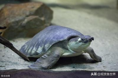 豬鼻龜還有多少只：豬鼻龜人工養殖技術不可信，豬鼻龜人工養殖技術