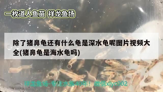 豬鼻龜還有多少只：豬鼻龜人工養(yǎng)殖技術(shù)不可信，豬鼻龜人工養(yǎng)殖技術(shù)