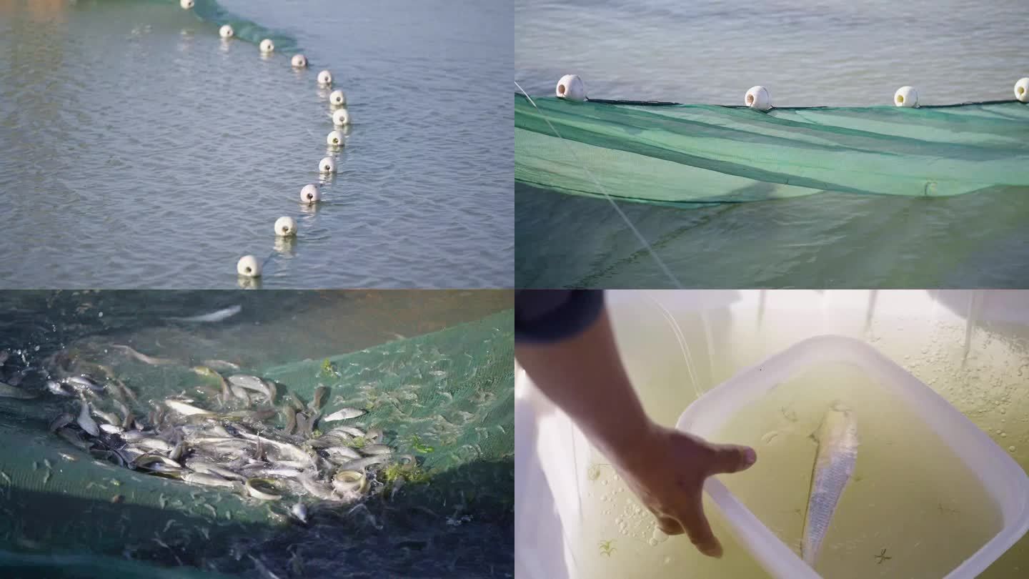 龍魚需要多大的魚缸？選擇合適的魚缸尺寸指南，龍魚魚缸尺寸指南，如何選擇合適大小的魚缸