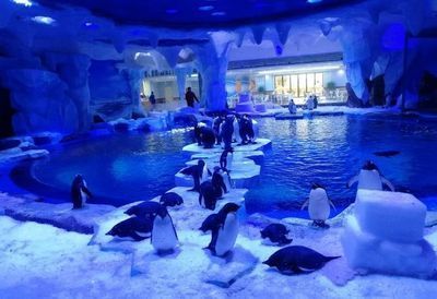 水族館的利潤有多大：上海海洋水族館開設水族館投資成本構成詳解水族館利潤詳解