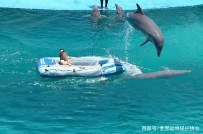 水族館的利潤有多大：上海海洋水族館開設水族館投資成本構成詳解水族館利潤詳解