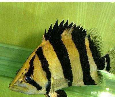 虎魚(yú)適合多少度水溫：虎魚(yú)適合多少度水溫，