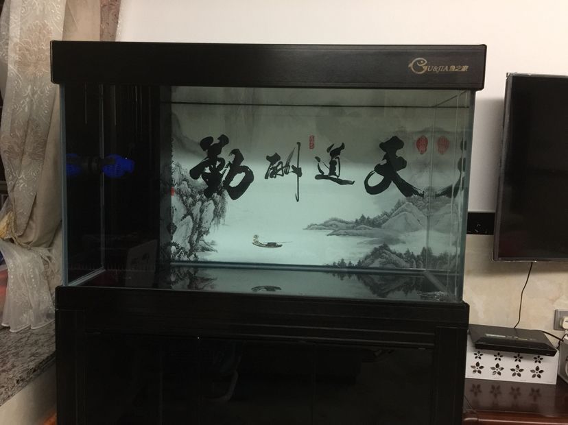新缸小魚 新缸小魚 黃金貓魚百科 第4張