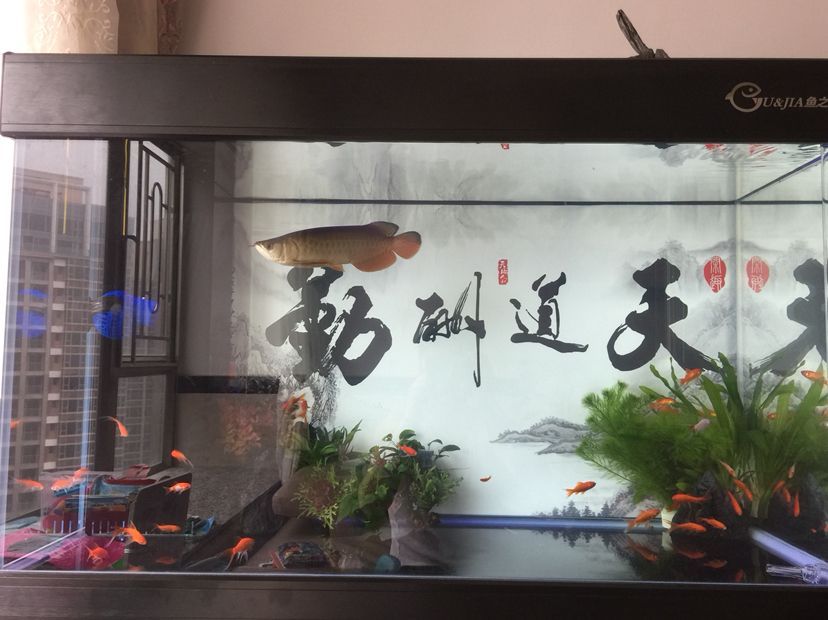 新缸小魚 新缸小魚 黃金貓魚百科 第5張