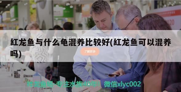 豬鼻龜好養嗎能和紅龍混養嗎圖片大全:紅龍魚和豬鼻龜可以一起混養嗎 豬鼻龜百科 第13張 豬鼻龜好養嗎能和紅龍混養嗎圖片大全:紅龍魚和豬鼻龜可以一起混養嗎 豬鼻龜好養嗎能和紅龍混養嗎圖片大全:紅龍魚和豬鼻龜可以一起混養嗎 豬鼻龜百科 第13張