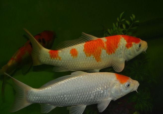 龍魚撞缸什么原因引起的死亡(龍魚撞缸撞死了)