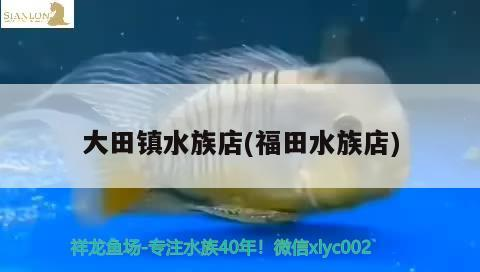 大田鎮水族店(福田水族店) 大田鎮水族店(福田水族店) 錦鯉魚百科 第3張