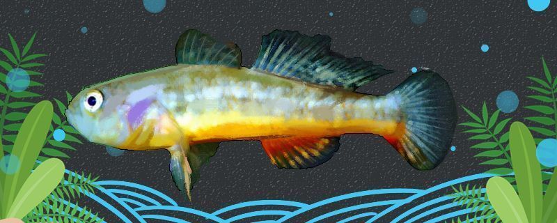 星點金龍魚適合新手養殖嗎：星點金龍魚是否適合新手養殖